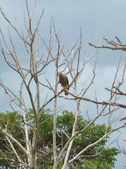 Rupornis magnirostris