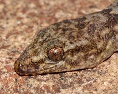 Afroedura amatolica