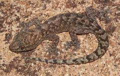 Afroedura amatolica