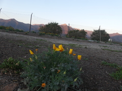 Eschscholzia californica