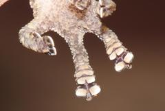 Afroedura amatolica