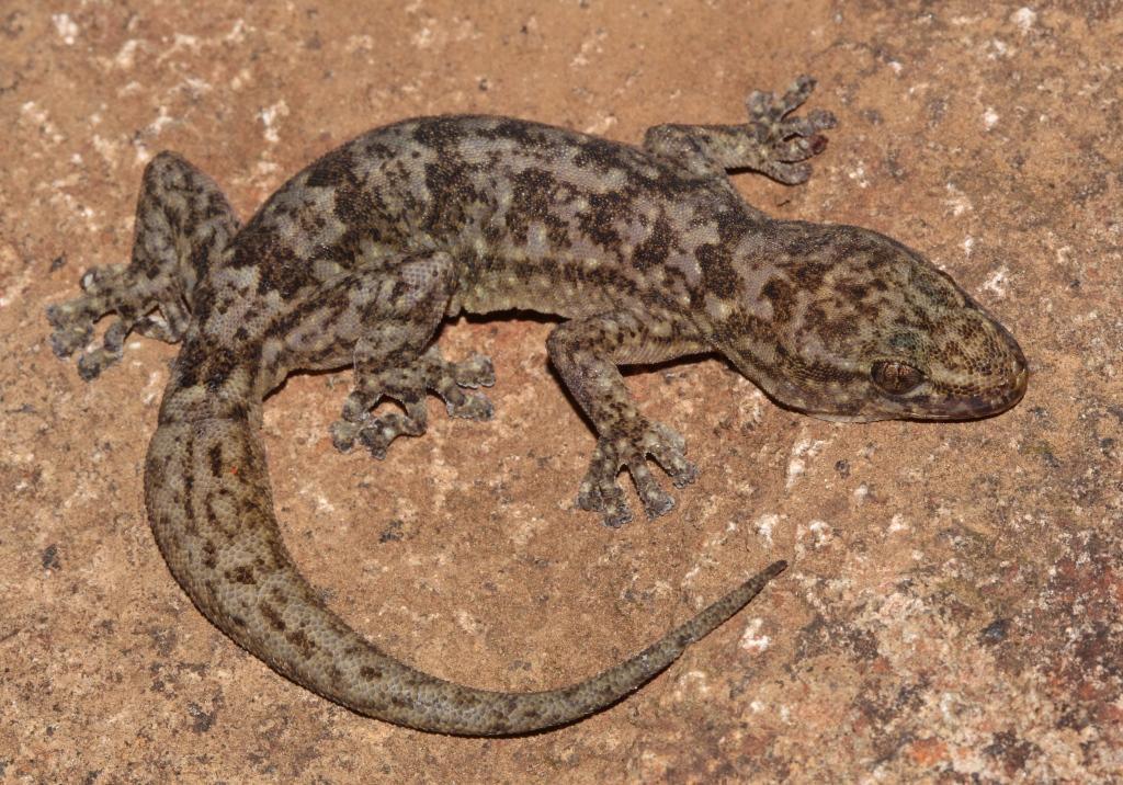 Amatola Flat Gecko