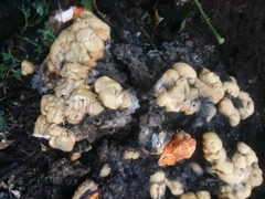 Fusicolla merismoides