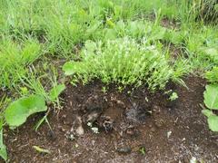 Syncolostemon teucriifolius