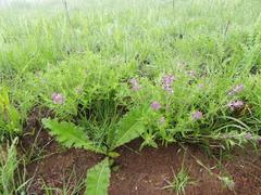 Syncolostemon teucriifolius