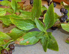 Teedia lucida