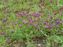 Astragalus onobrychis