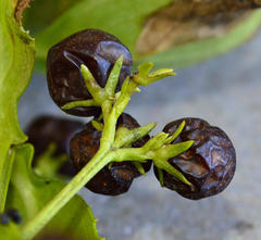 Teedia lucida