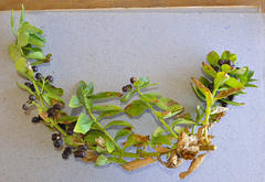 Teedia lucida