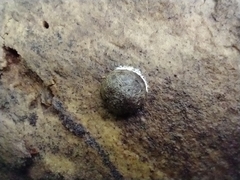 Reticularia splendens