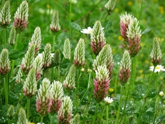 Trifolium incarnatum molinerii