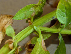 Teedia lucida