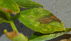 Teedia lucida