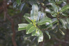 Acronychia pedunculata
