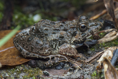 Fejervarya cancrivora