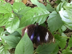 Hypolimnas bolina