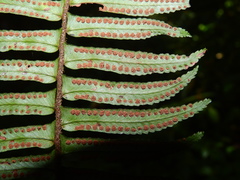 Nephrolepis rivularis