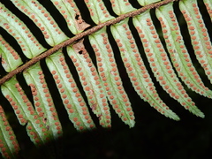 Nephrolepis rivularis