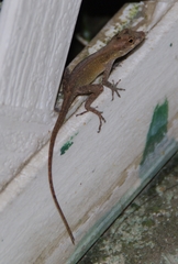 Anolis cristatellus