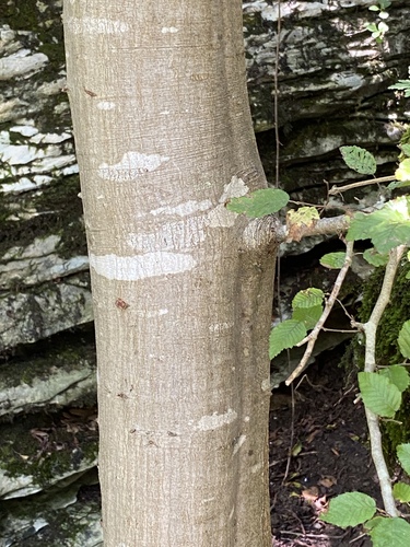 Eastern Hornbeam
