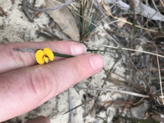 Bossiaea ensata