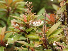 Clethra arborea