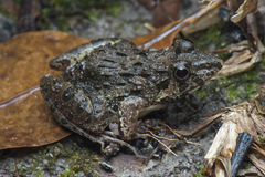 Fejervarya cancrivora