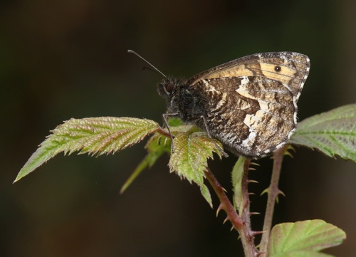 Le Cerf's Grayling
