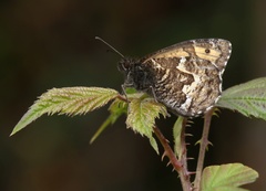 Hipparchia miguelensis