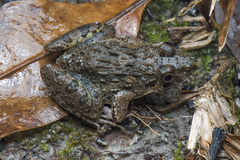 Fejervarya cancrivora