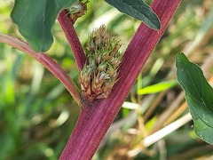 Amaranthus retroflexus