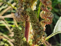 Amaranthus retroflexus