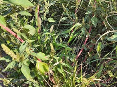 Amaranthus retroflexus