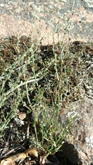 Cerastium brachypodum