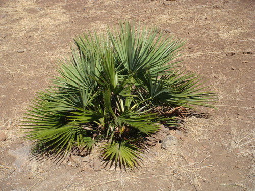 Brahea edulis, photograph 4