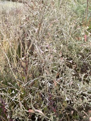 Atriplex pedunculata