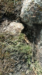 Cerastium brachypodum