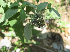 Pycnanthemum curvipes