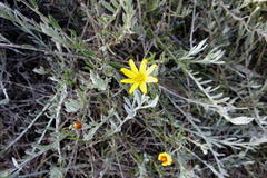 Osteospermum elsieae