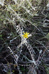 Osteospermum elsieae