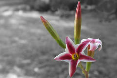 Adromischus caryophyllaceus