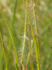 Danthonia unispicata