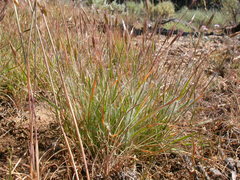 Danthonia unispicata