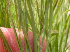 Danthonia unispicata