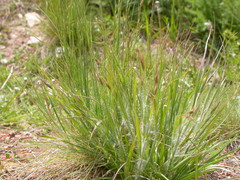 Danthonia unispicata
