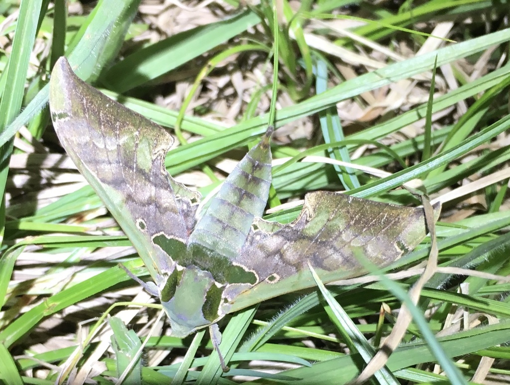 Orecta tithonus