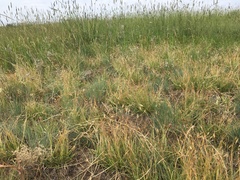 Danthonia unispicata