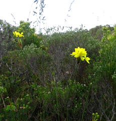 Bobartia longicyma longicyma