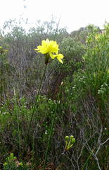 Bobartia longicyma longicyma