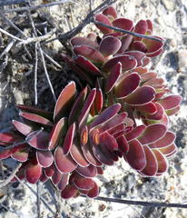 Crassula ciliata
